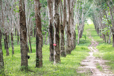 Rubber plantation in South of Thailandの写真素材