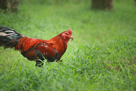 Rooster at rubber plantation in Thailand