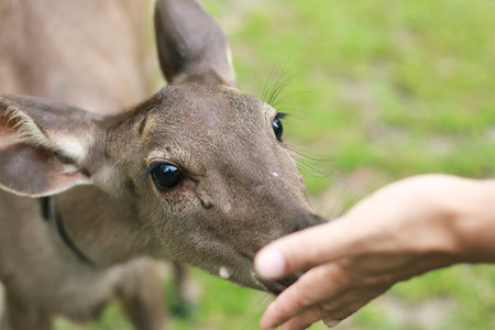 Portrait of deer in the zoo at Thailand countryの写真素材