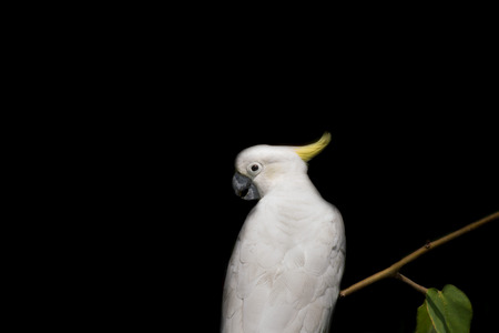 Portrait of  Cockatoo that beautiful bird form Zooの写真素材