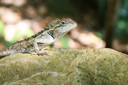 Lizards and other cold-blooded critters bask in the sun to keep warmの写真素材