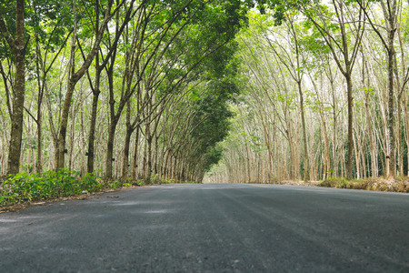 Tree tunnel road in rubber plantationの写真素材