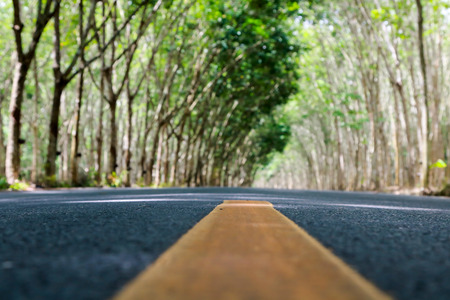Tree tunnel road in rubber plantationの写真素材