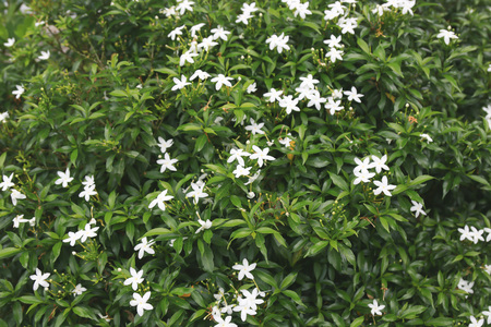 Inda flower bring a good dayの写真素材