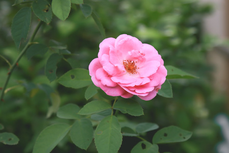 Rose is flower from paradiseの写真素材