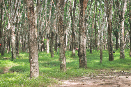 Rubber plantation in South of Thailandの写真素材