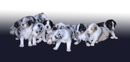 Australian Shepherd Puppies 3 weeks oldの写真素材