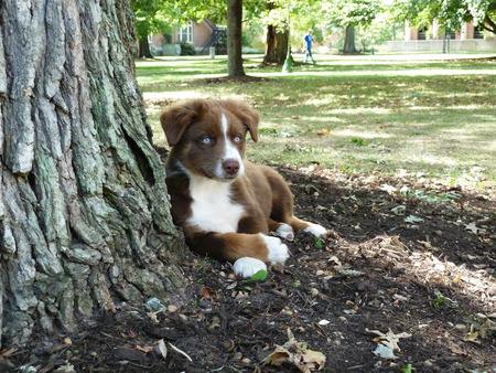 Red Tri Australian Shepherd Puppy by tree on College Campusの写真素材