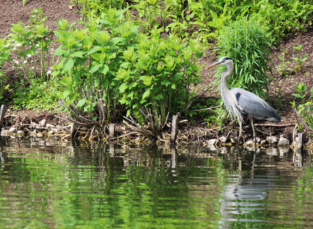 Blue Heron by pond in gardenの写真素材