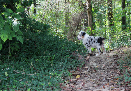 Blue Merle Australian Shepherd puppy with blue eyes looking forward on a path in the forestの写真素材