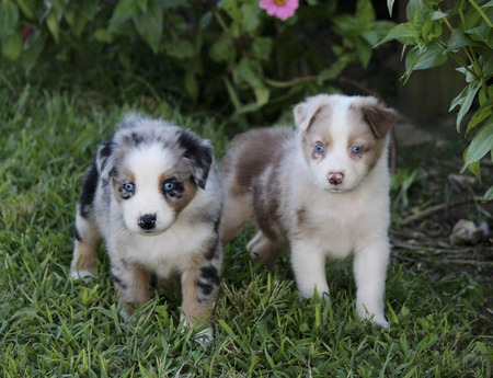 Australian Shepherd puppies looking attentively in grass by shrubsの写真素材
