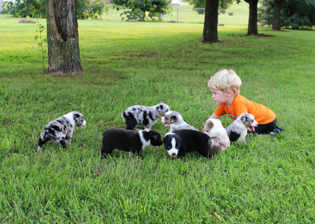 Blond Toddler pretending with puppiesの写真素材