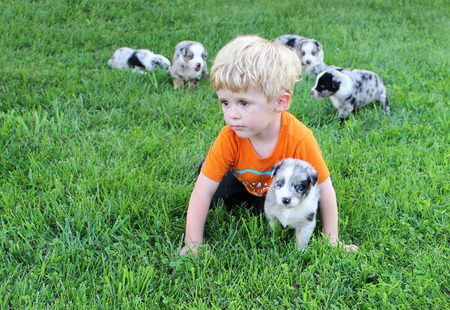 Toddler pretending to be a puppy alongside an australian shepherd puppy の写真素材