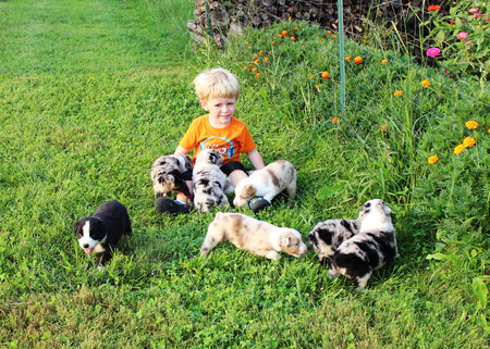 Toddler pretending with puppies in grassの写真素材