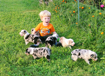 Toddler in the midst of pretend play with puppiesの写真素材