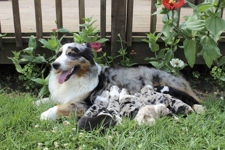 Blue Merle Australian Shepherd female nursing her puppies by deck near flowersの写真素材
