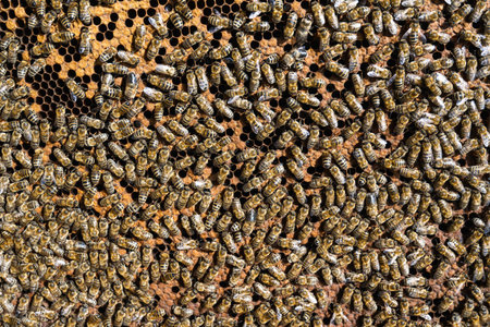 Bees on honeycomb in apiary. Close up view of the working bees on honeycells.