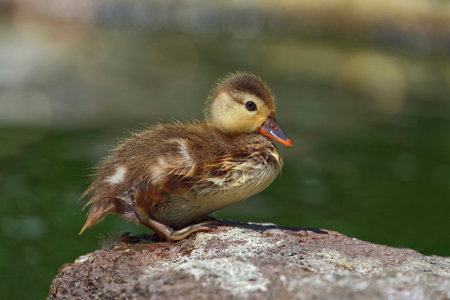 Duckling (Anas platyrhynchos)の写真素材