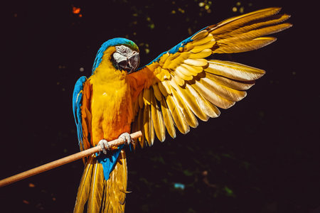 Blue and yellow macaw parrot sitting on a perch.