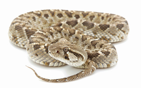 The Enigmatic Mojave Rattlesnake On White Background Generative By Ai.の素材