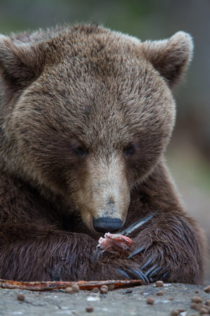 Brown bear in Tiaga forest