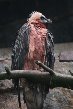 Bearded vultureの写真素材