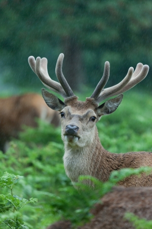 Deer stag in a forest of fernsの写真素材