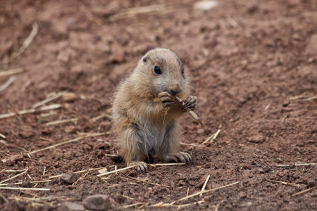 Baby Marmot  Prairie dog, gopher  eating straw