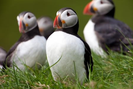 Puffin familyの写真素材