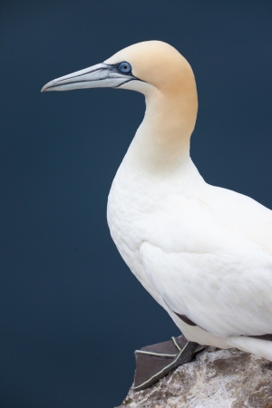 Gannet on ledgeの写真素材