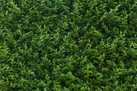 Close up of hedge leaves texture