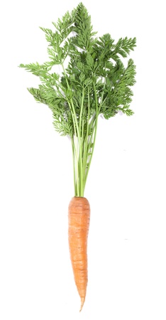 Healthy carrotの写真素材