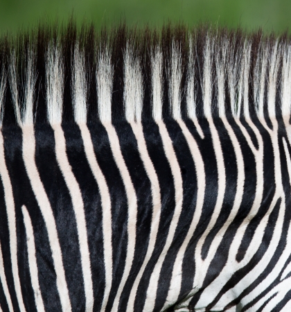 Zebra patternの写真素材