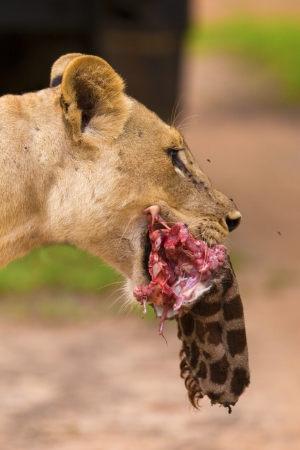 Lioness with giraffe killの写真素材