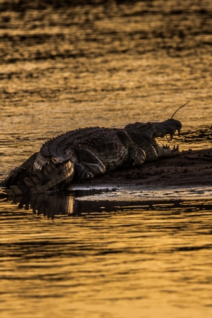 Crocodile in a river at sunsetの写真素材