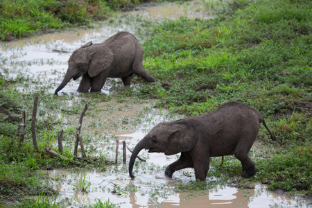 Elephant baby calfs crossing river in Africa, Zambia