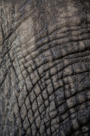 Elephant skin textureの写真素材