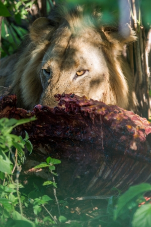 Lion eating a buffaloの写真素材