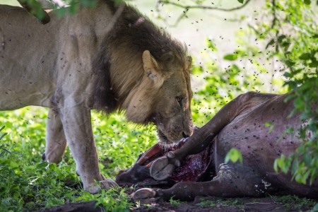 Lion eating a buffaloの写真素材
