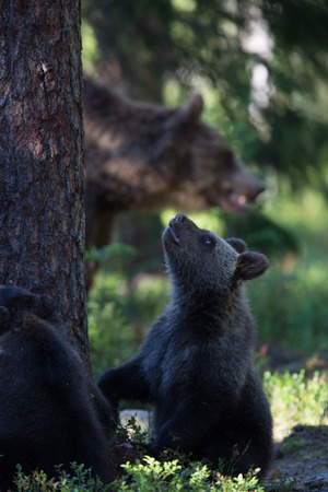 Brown bear in Finland Forestの写真素材