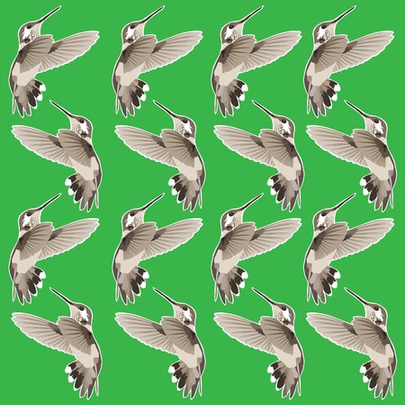 birdsのイラスト素材
