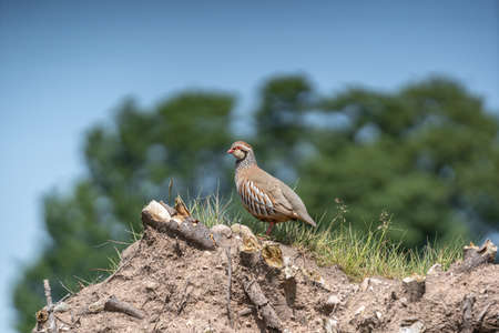 A little red legged partridge perched high on the roots of a fallen tree.の写真素材