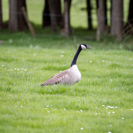 A Canada goose honking in a field in the Scottish countryside.の写真素材