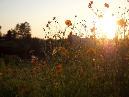 Flowers in Flowers at duskの写真素材