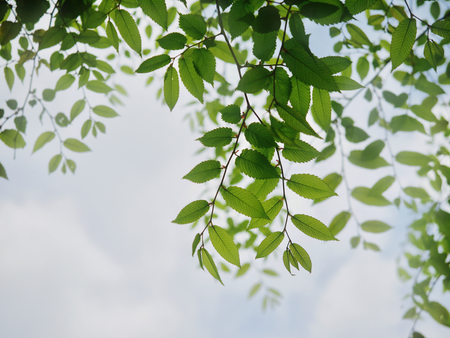 It leaves in Aprilの写真素材