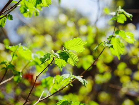 It leaves in Aprilの写真素材