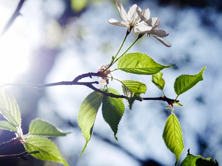 It leaves in April and flowerの写真素材