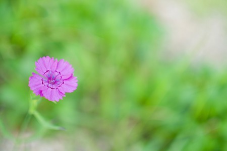 Autumn flowers, Wildflowerの写真素材