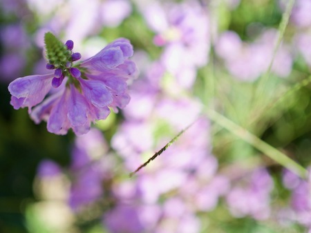 Autumn flowers Physostegiaの写真素材