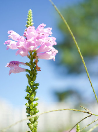 Autumn flowers Physostegiaの写真素材